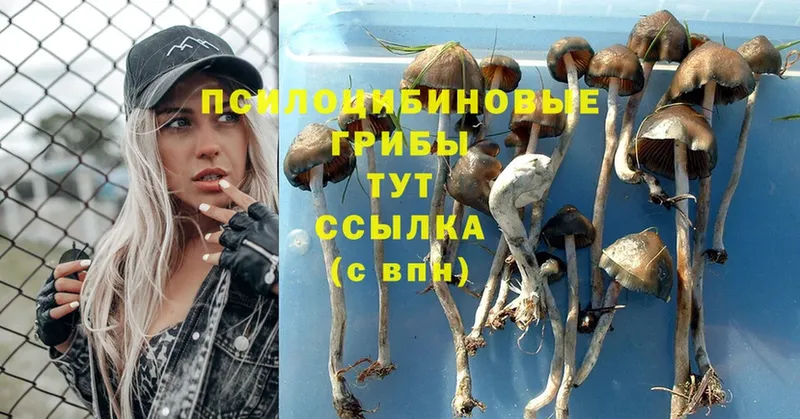 Псилоцибиновые грибы Psilocybe  mega ссылка  Кораблино 